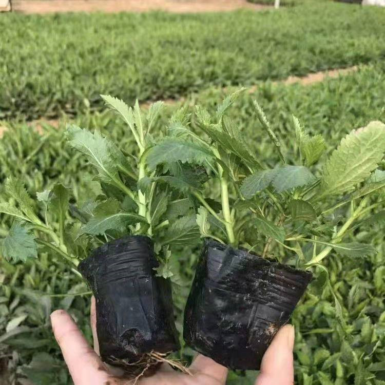淄博柳叶马鞭草生产基地 江苏马鞭草批发供应 柳叶马鞭草报价表