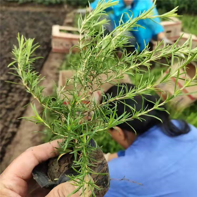 烟台芝樱直销基地 丛生福禄考杯苗价格表 丛生福禄考穴盘苗供应