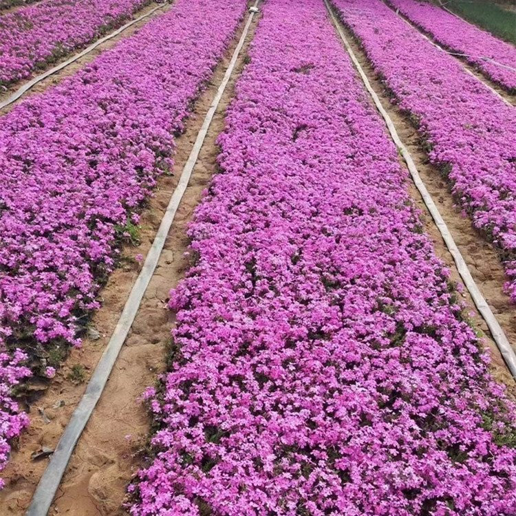 青州芝樱杯苗价格 丛生福禄考销售基地 丛生福禄考苗批发基地