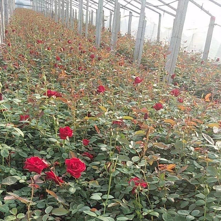 河北大花月季批发 大花月季小苗批发 黑龙江供应批发