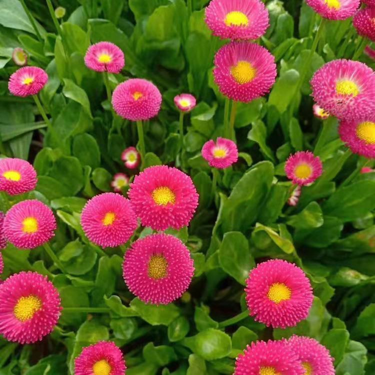 烟台雏菊直销基地 雏菊销售基地 雏菊批发供应
