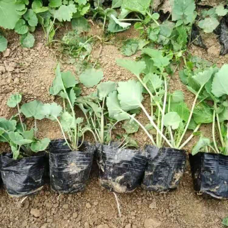 山东二月兰供应基地 二月兰杯苗价格表 二月兰穴盘苗供应