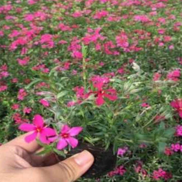 陕西芝樱批发基地 丛生福禄考分枝多的 芝樱新价格