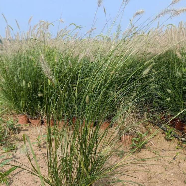 天津狼尾草生产基地 江苏狼尾草批发供应 北京狼尾草供应基地