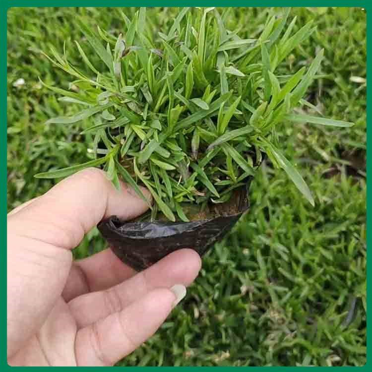 淄博欧石竹生产基地 分枝多的欧石竹 欧石竹穴盘苗供应