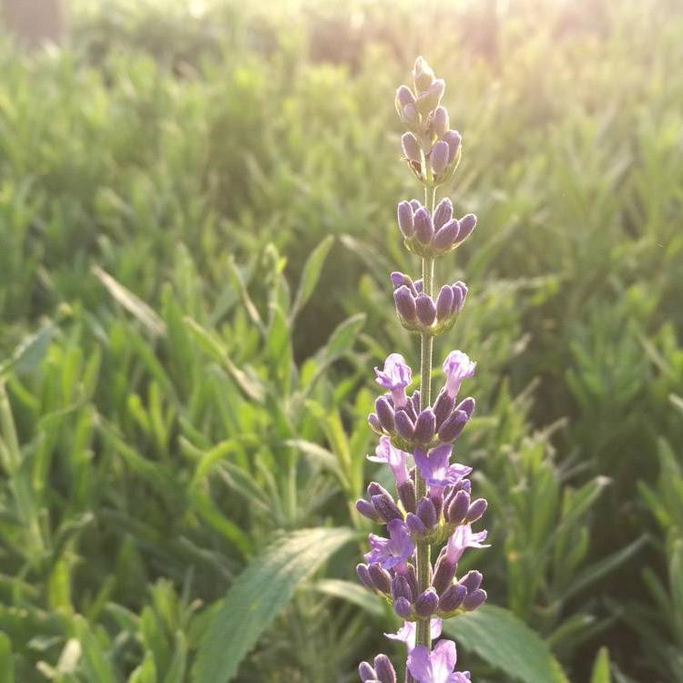 河北薰衣草批发 薰衣草批发供应基地 薰衣草报价表