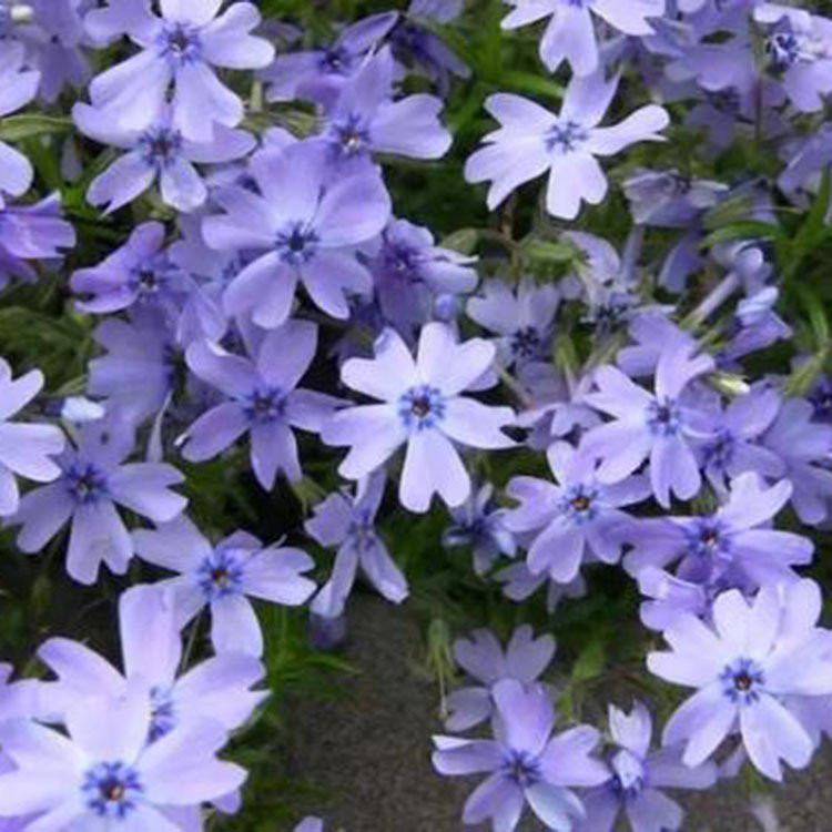 烟台芝樱直销基地 丛生福禄考批发供应基地 芝樱苗批发生产基地