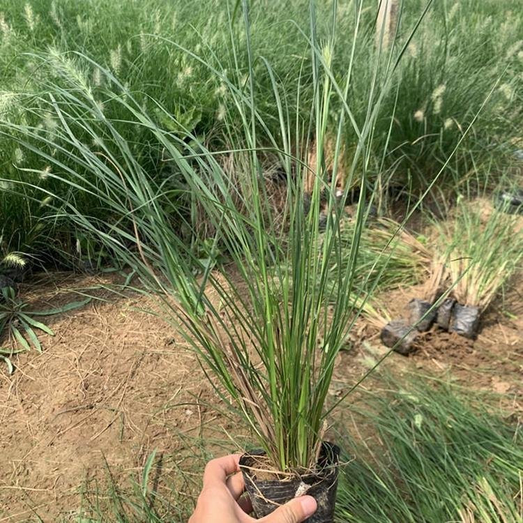 烟台狼尾草直销基地 江苏狼尾草批发供应 狼尾草苗批发基地