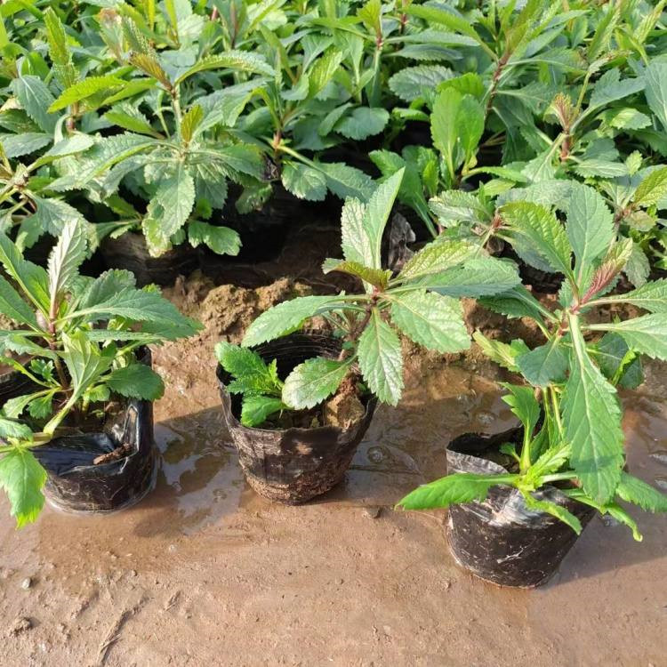 马鞭草 安徽马鞭草新价格 柳叶马鞭草新价格