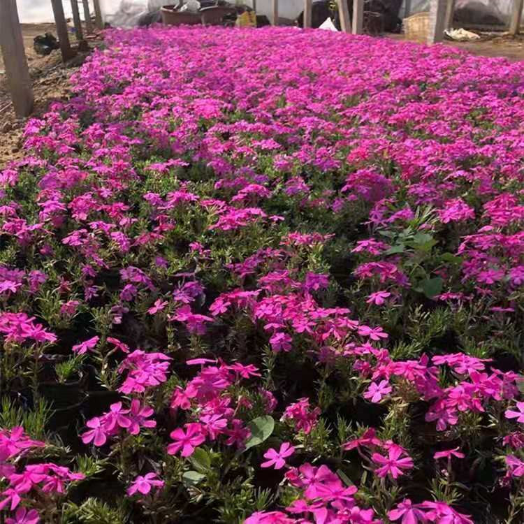 威海芝樱繁育基地 丛生福禄考供应基地 丛生福禄考批发供应