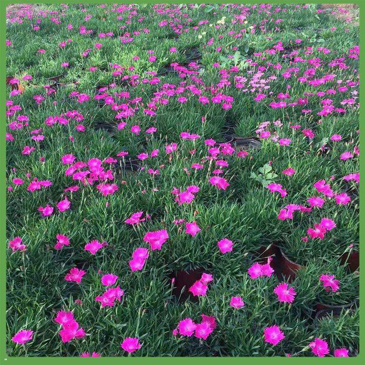 天津欧石竹生产基地 欧石竹杯苗价格表 欧石竹基地种植基地