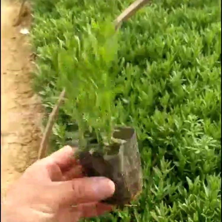 青州薰衣草杯苗价格 薰衣草小苗批发 薰衣草幼苗繁育基地