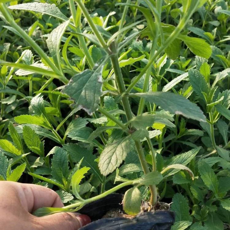 柳叶马鞭草 马鞭草杯苗价格表 柳叶马鞭草幼苗繁育基地