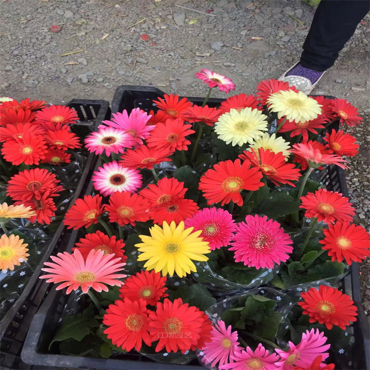 山东非洲菊种植地 非洲菊广泛种植 非洲菊路旁绿化花卉 江瑞园艺