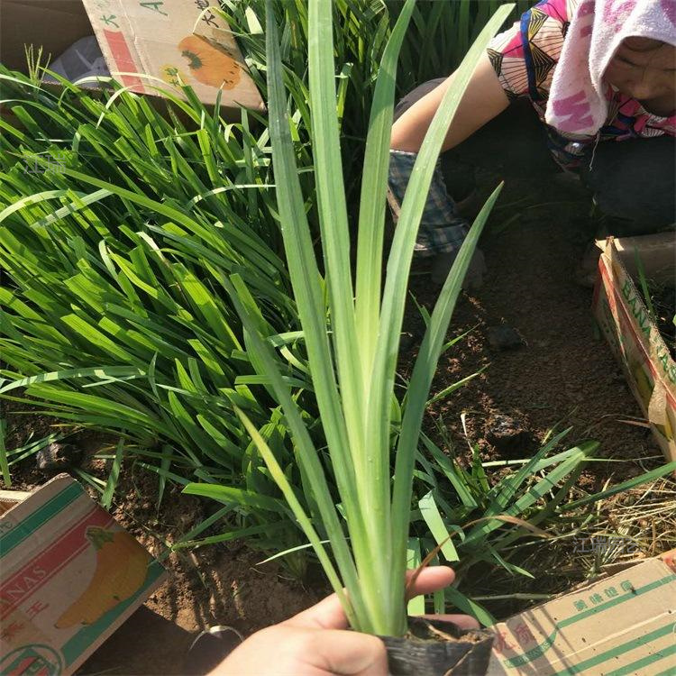 河南德国鸢尾种植地销售 德国鸢尾耐寒花卉 德国鸢尾种子培育 欢迎实地考察