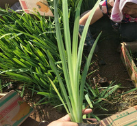 河南德国鸢尾种植地销售 德国鸢尾耐寒花卉 德国鸢尾种子培育 欢迎实地考察