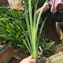 河南德国鸢尾种植地销售 德国鸢尾耐寒花卉 德国鸢尾种子培育 欢迎实地考察