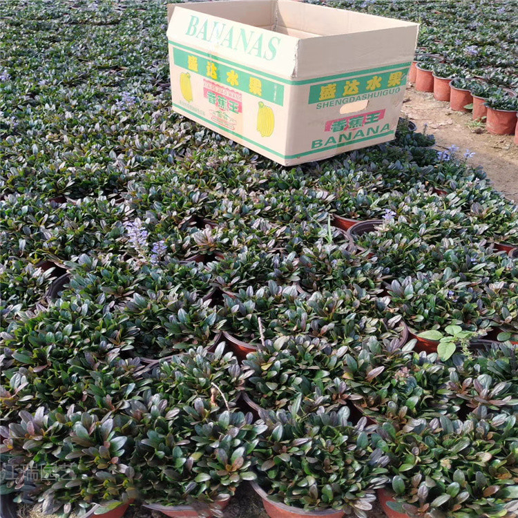 黄楼多花筋骨草种植地 多花筋骨草花径种植花卉 多花筋骨草广泛种植 江瑞