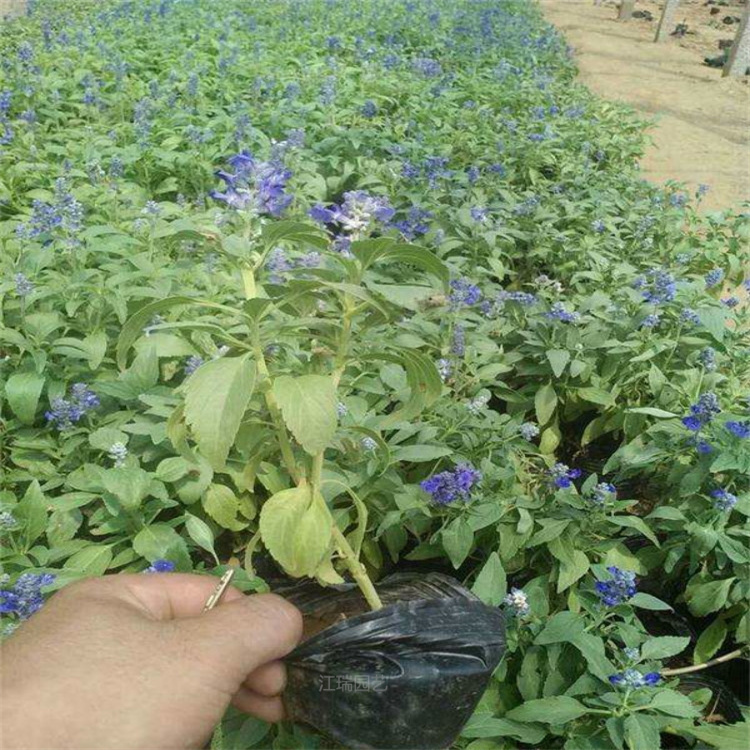 河南地被鼠尾草产地 地被鼠尾草紫色花海花卉 地被鼠尾草耐寒花卉 欢迎实地考察