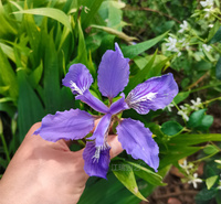 山东蓝蝴蝶鸢尾批发基地 蓝蝴蝶鸢尾花径种植花卉 蓝蝴蝶鸢尾花坛配色花卉 江瑞