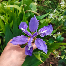 山东蓝蝴蝶鸢尾批发基地 蓝蝴蝶鸢尾花径种植花卉 蓝蝴蝶鸢尾花坛配色花卉 江瑞