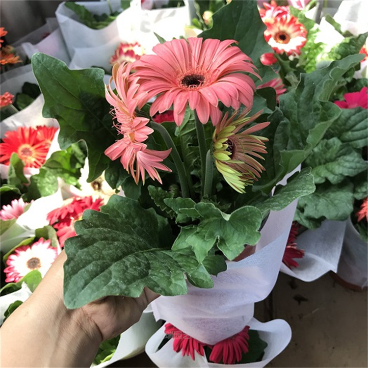 非洲菊花色美丽 非洲菊大量上市 非洲菊花海策划 江瑞园艺