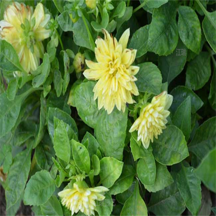 山东小丽花花径种植花卉 小丽花花箱种植 质优价廉小丽花批发 夏杰花卉