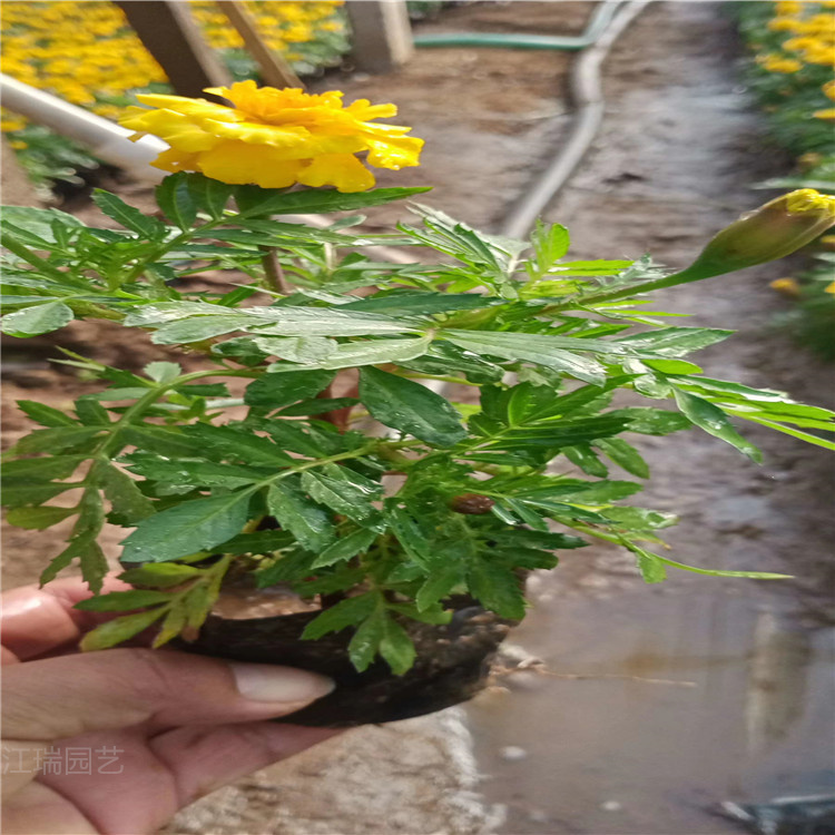 孔雀草产地 孔雀草行情 孔雀草绿化常用花卉 夏杰花卉