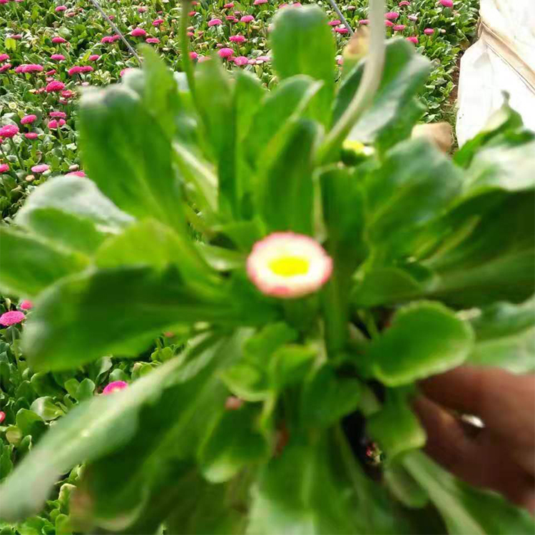 雏菊绿化苗 观赏用雏菊 雏菊带有波状齿 量大价优