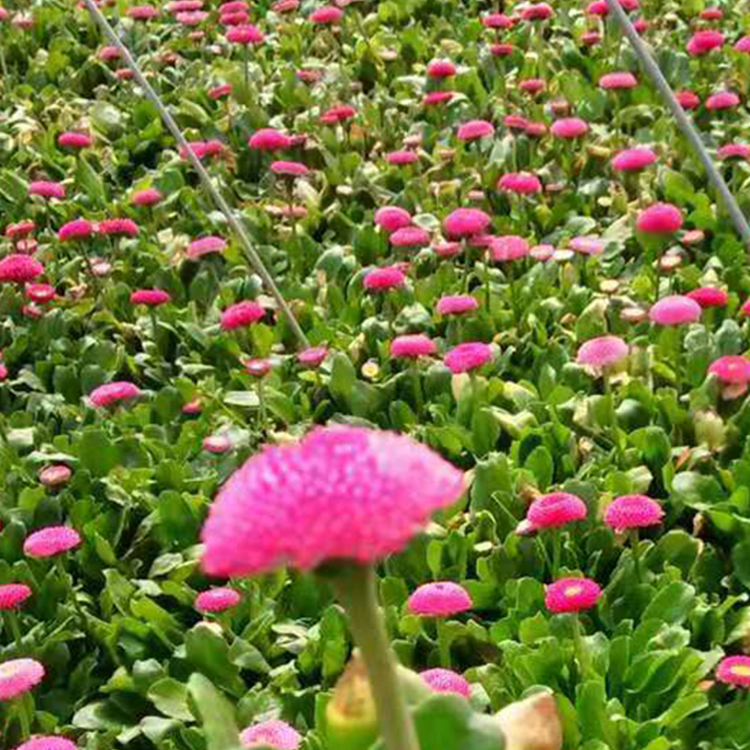 雏菊基地发售 雏菊盆栽 多年生草本植物 欢迎选购