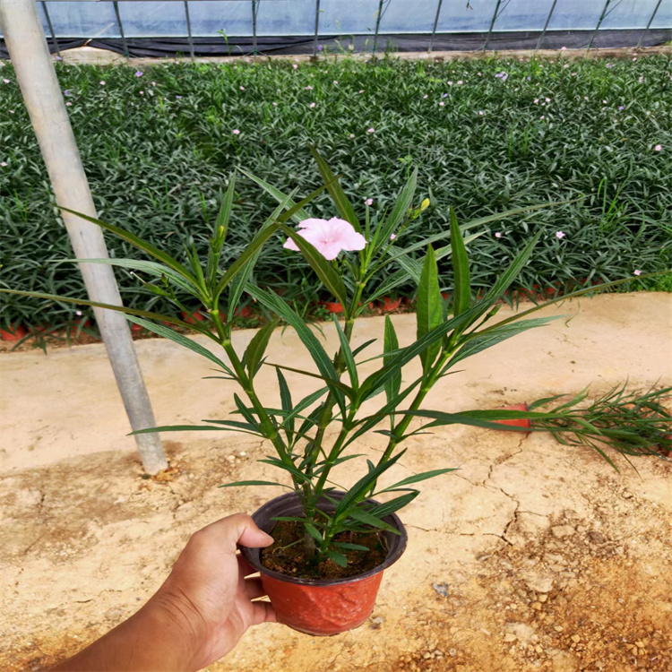 浙江翠芦莉基地供应 翠芦莉质优价廉上车价 翠芦莉花农自营 欢迎选购