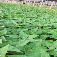 山东向日葵景区种植花卉 绿化向日葵低价直发 向日葵花海策划 江瑞园艺