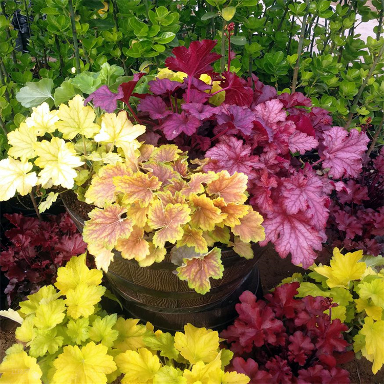 山东矾根宿根多年生 矾根路旁种植花卉 矾根大范围种植 江瑞园艺