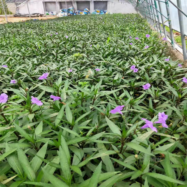 山东翠芦莉种植地 翠芦莉景观效果美丽 翠芦莉产地报价 江瑞园艺