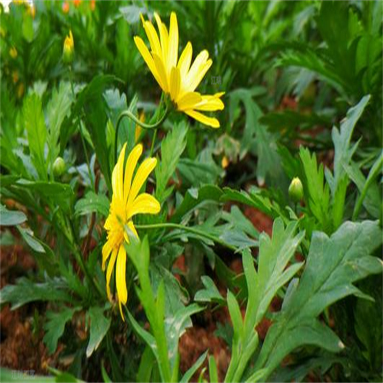 山东黄金菊供应商 景区种植花卉黄金菊 黄金菊观赏价值高 江瑞园艺