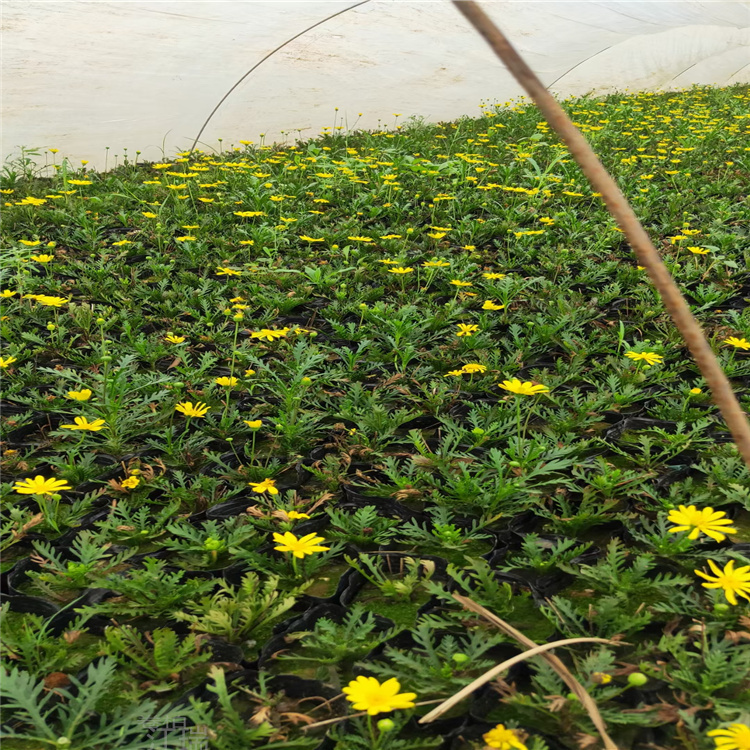 黄金菊价格优惠 黄金菊路边种植花卉 黄金菊长期出售 欢迎来电咨询