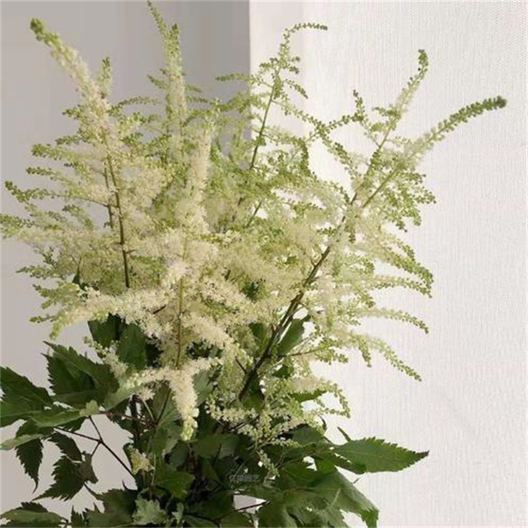 湖南落新妇种植地销售 落新妇路旁种植花卉络新妇适应能力强 江瑞园艺