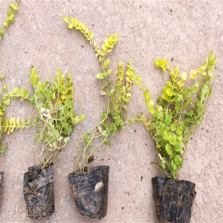 金叶过路黄景区种植 过路黄路旁种植 过路黄小苗种植地销售 江瑞园艺