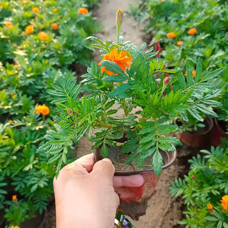 孔雀草小苗出售 孔雀草供应 孔雀草基地优惠 欢迎选购