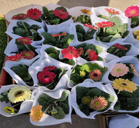 河北非洲菊花海景观种植花卉 非洲菊繁育基地 非洲菊公园绿化常用花卉 欢迎选购