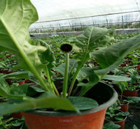 山东非洲菊基地供应 非洲菊花境种植花卉 非洲菊多色系花卉 夏杰花卉