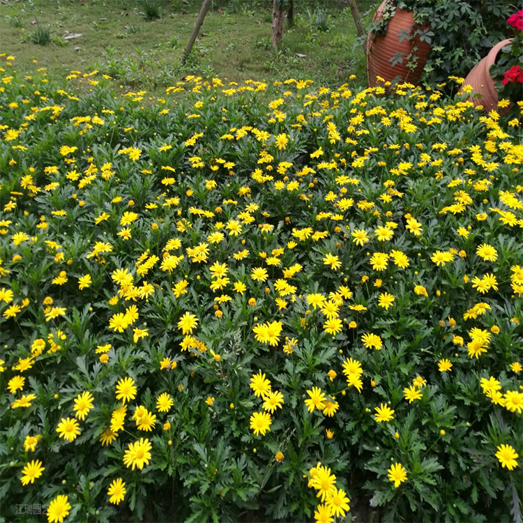 山东黄金菊产地价格 黄金菊路旁种植 黄金菊采购基地 夏杰花卉