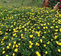 山东黄金菊产地价格 黄金菊路旁种植 黄金菊采购基地 夏杰花卉