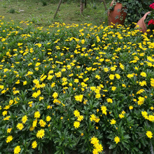 山东黄金菊产地价格 黄金菊路旁种植 黄金菊采购基地 夏杰花卉