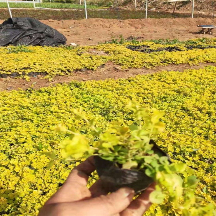 河北金叶过路黄产地价格 金叶过路黄低矮植物 金叶过路黄一手货源 夏杰花卉