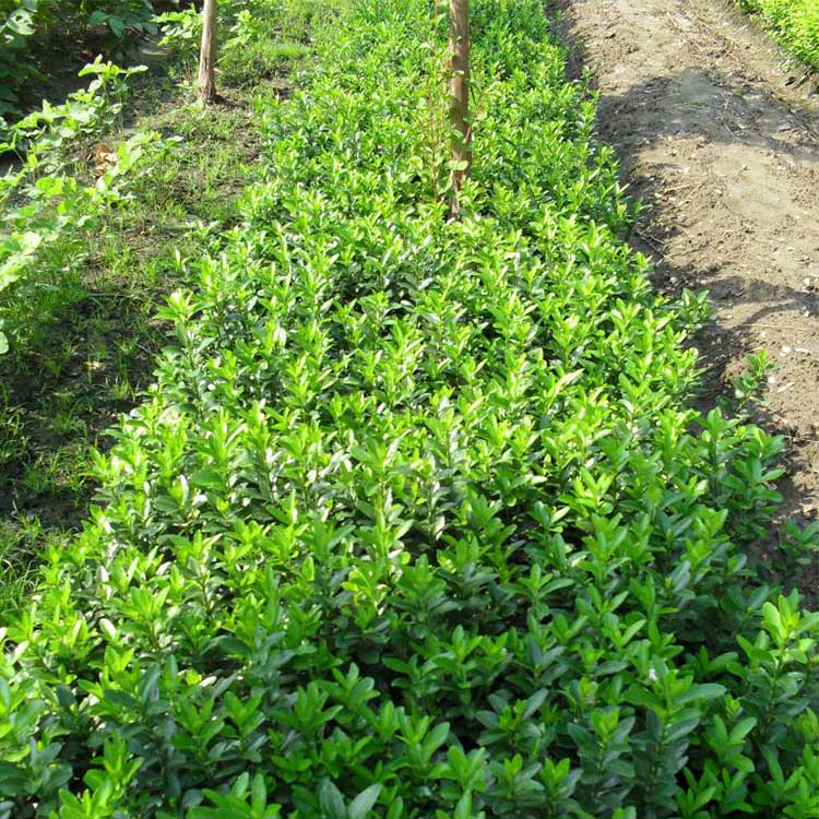 洛阳基地批发 种植面积大 大叶黄杨绿篱