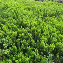 专业种植小叶黄杨 批发小叶黄杨苗木 瓜子黄杨大量供应