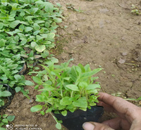 婆婆纳路旁种植花卉 营养杯苗婆婆纳广泛种植 婆婆纳植物园常用种植花卉 江瑞