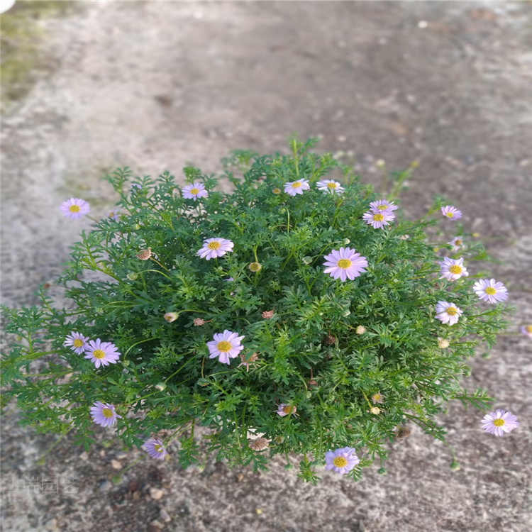 河南姬小菊种植地 姬小菊花色美丽 姬小菊花径种植花卉 江瑞园艺