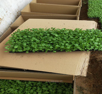 青州角堇小苗培育基地 角堇路边种植花卉 角堇冬季草花 欢迎来电咨询